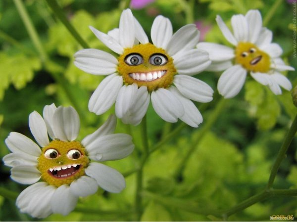 злая ромашка