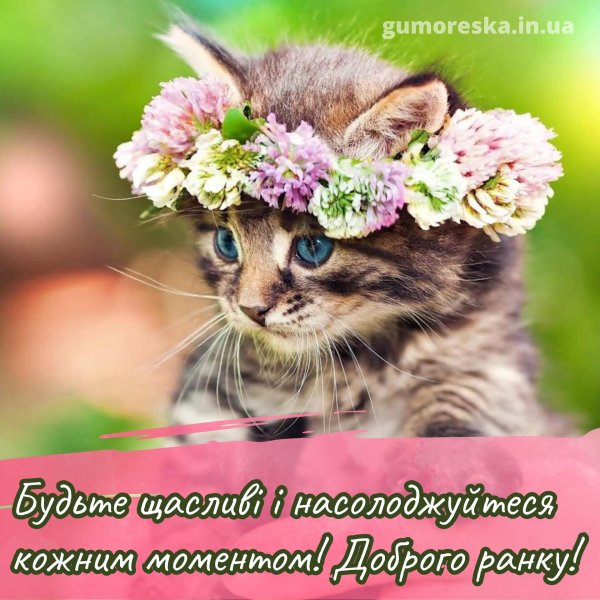 очаровательные котята