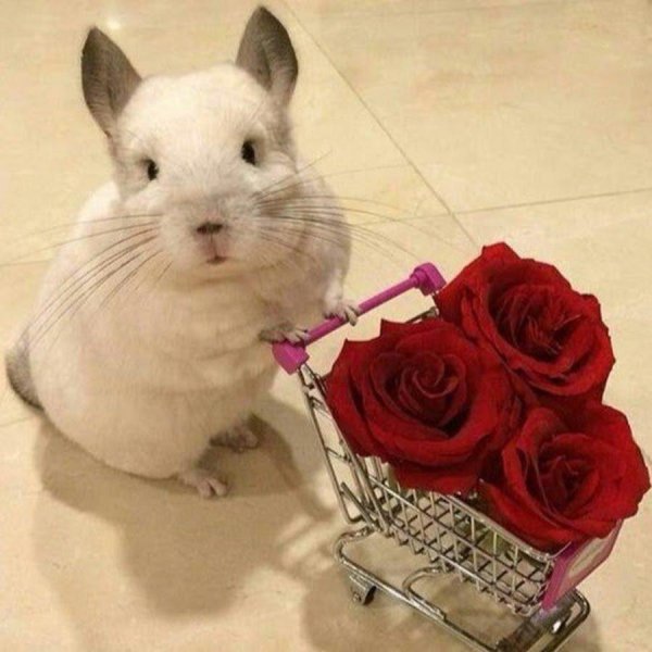 шиншилла бубу