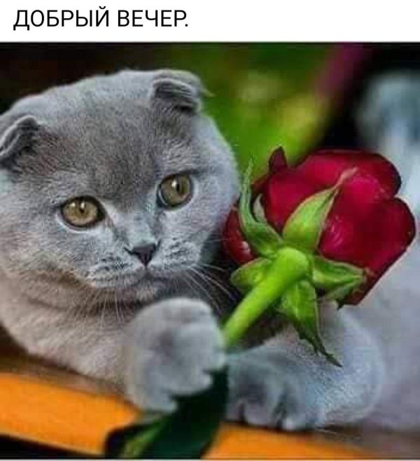 скоттиш фолд