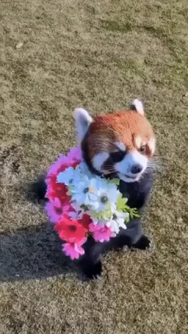 красная панд