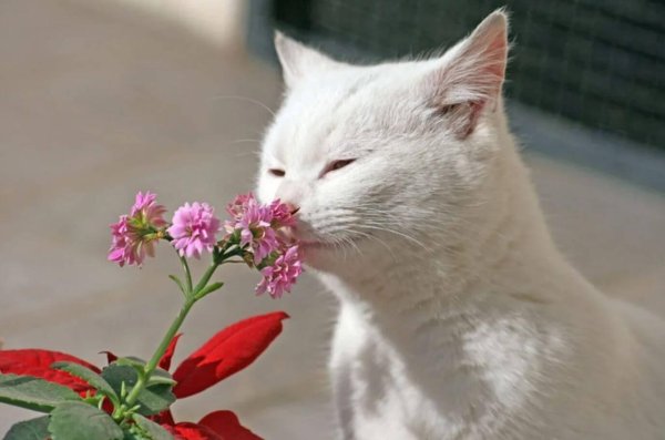котики и цветы