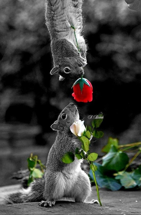 животное милое