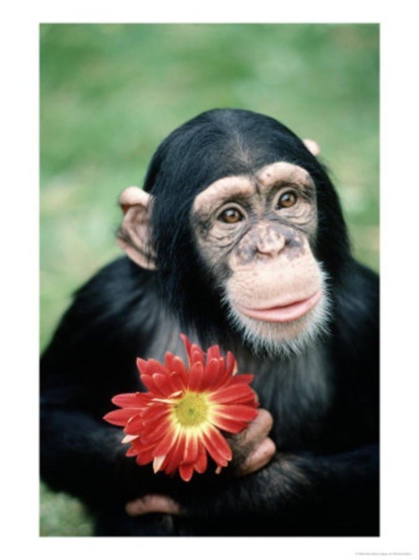 задумчивая обезьяна