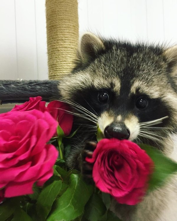 еноты полоскуны