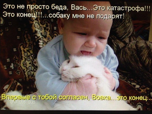 любимый котик