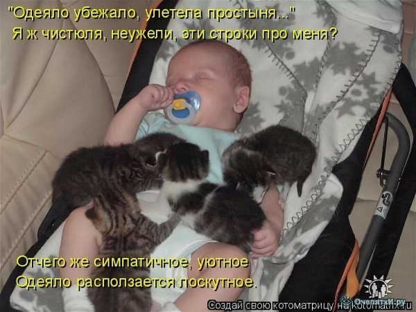 котенок кошка