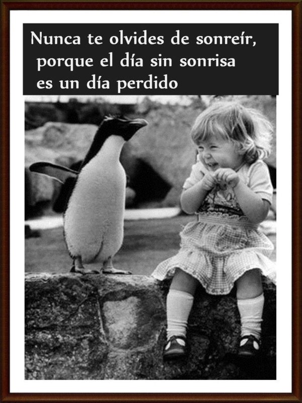 пингвины пингвин