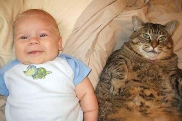 толстые кот