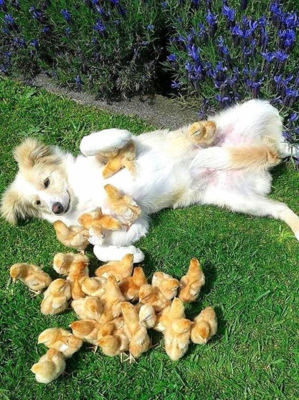 мать года утка и утята