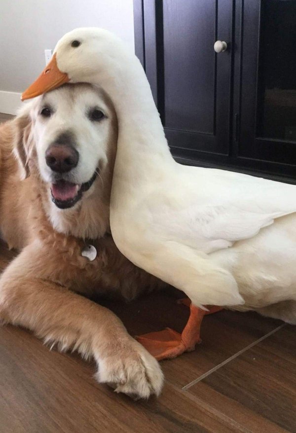 гусь обнимусь