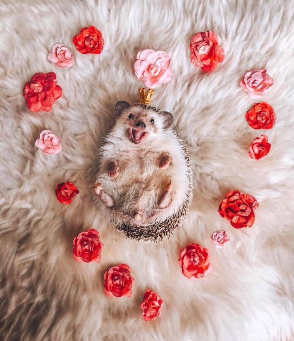 довольный ежик