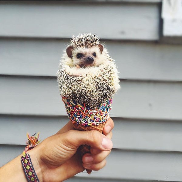 ежик мороженое