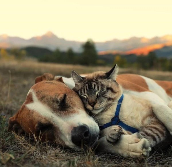 кошка с собакой