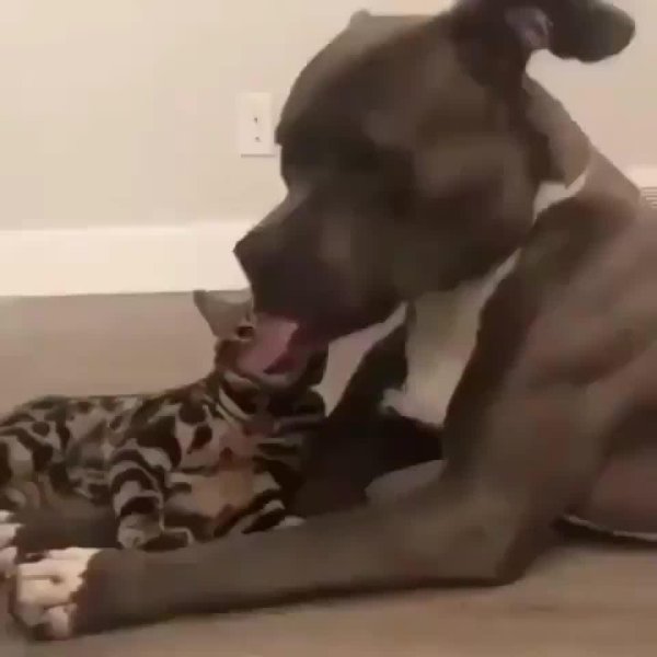 собака питбуль