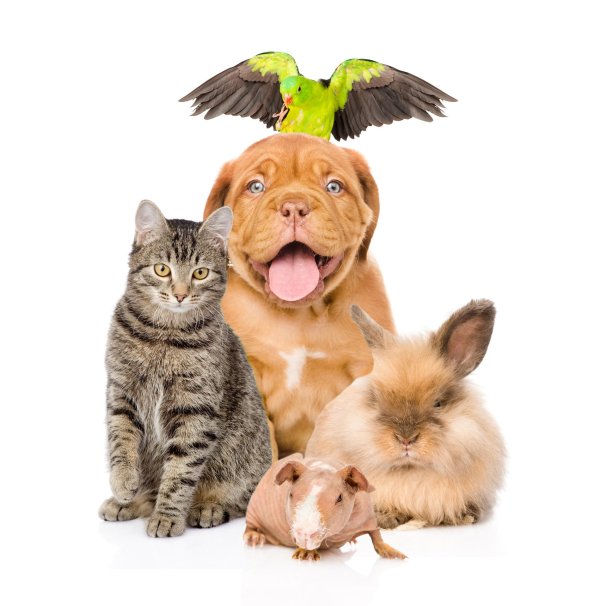 домашние питомцы