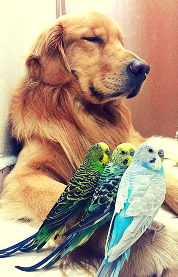 домашние питомцы