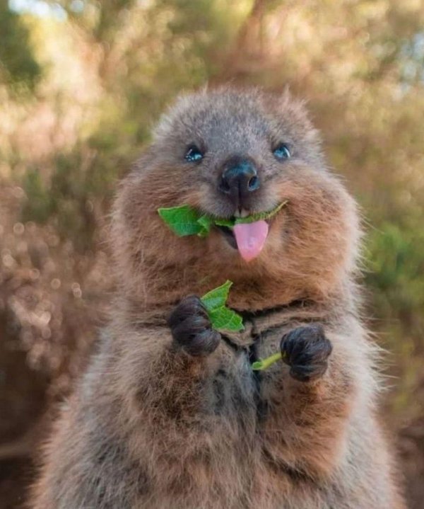 кенгуру квокка