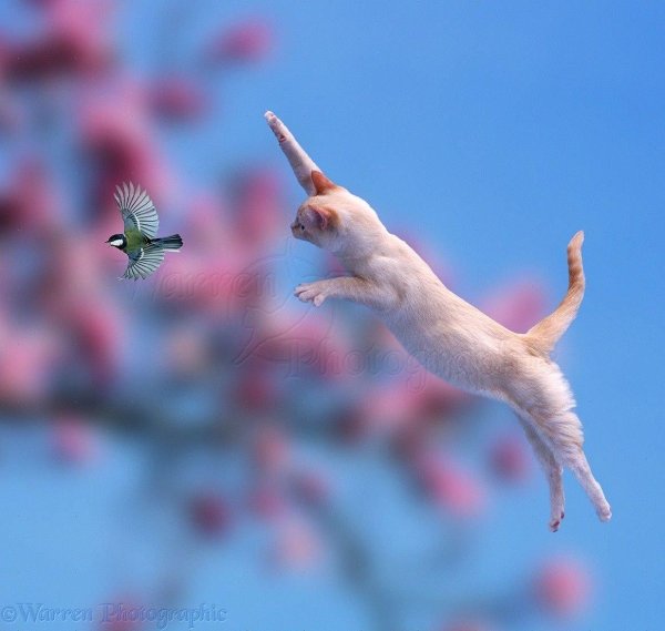 летающие коты