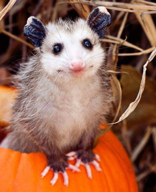 опоссум сумчатый