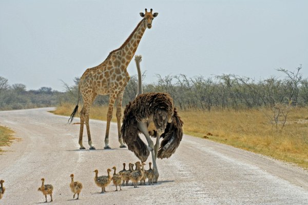 нубийский жираф