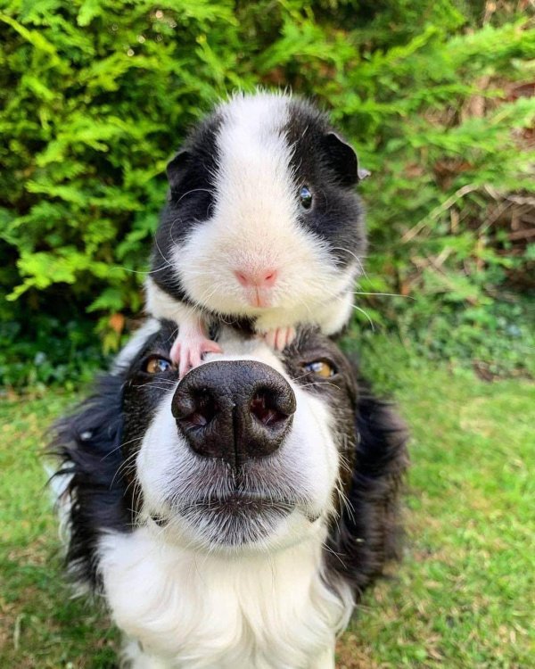 веселое животное