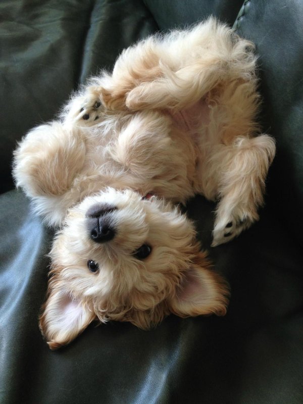 шпиц флаффи