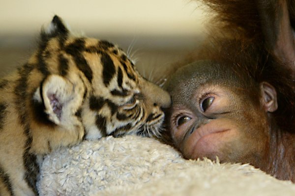 тигренок тигр