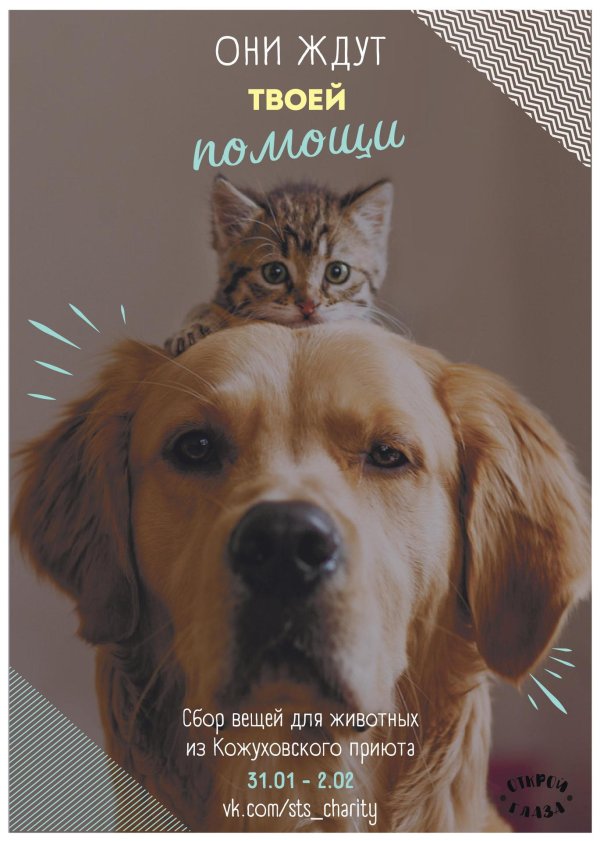 котики собачки