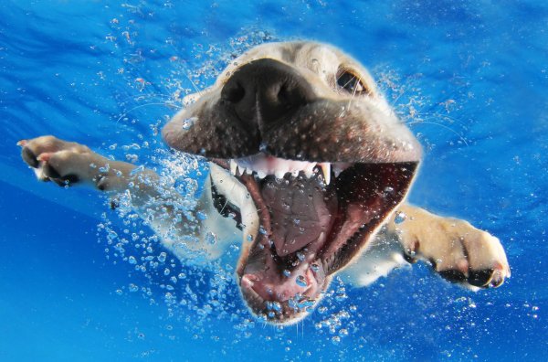 underwater dogs