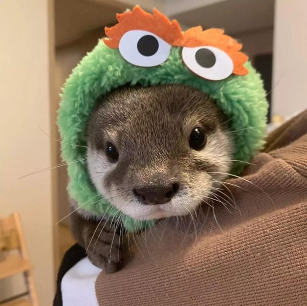 детеныш выдры