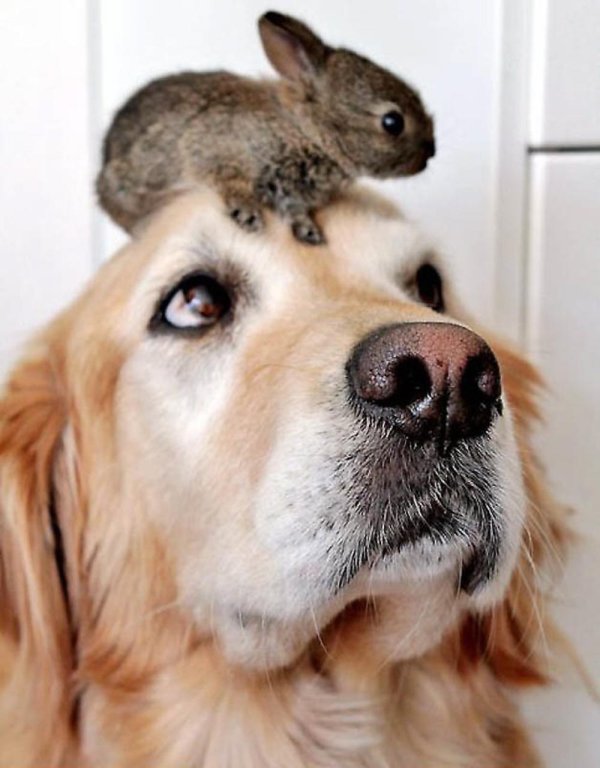 маленькие кролики