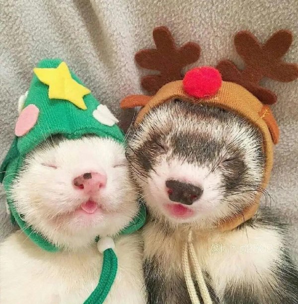 забавные зверюшки