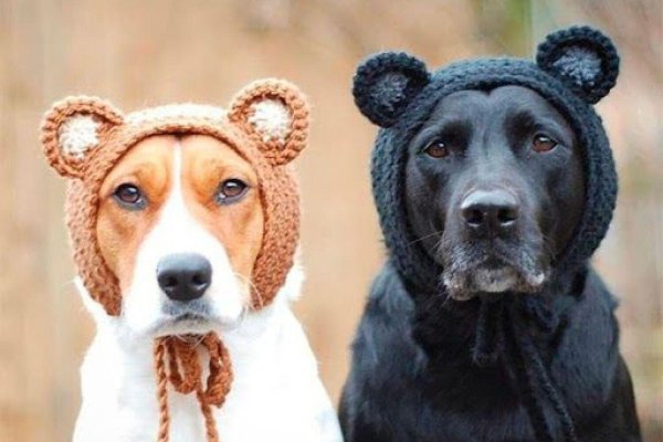 связать шапку для собаки