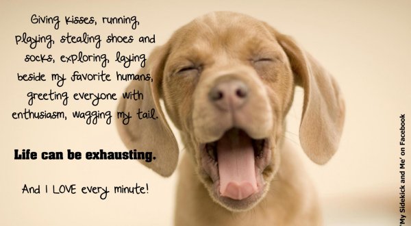 животные с юмором