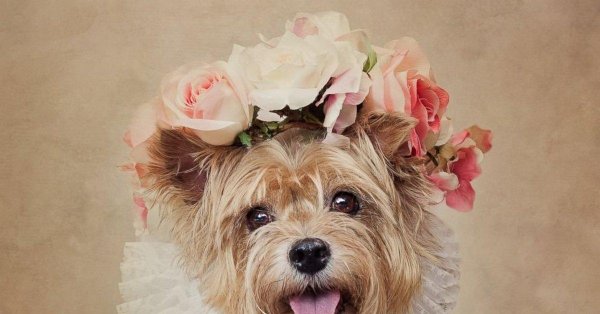 йоркширский терьер