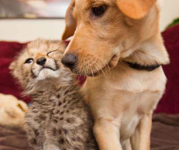 щенок гепарда