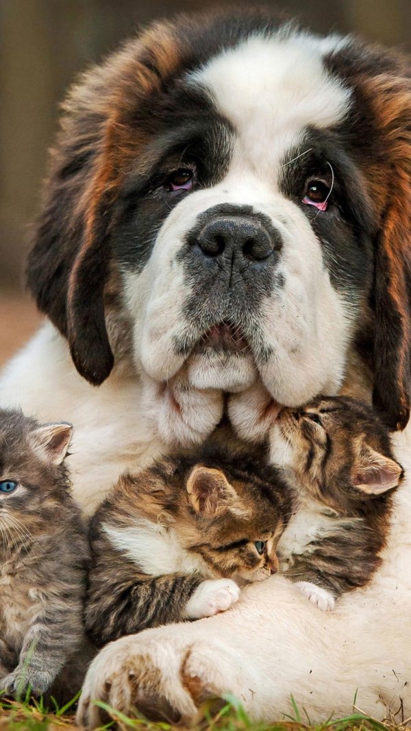 сенбернар длинношерстный