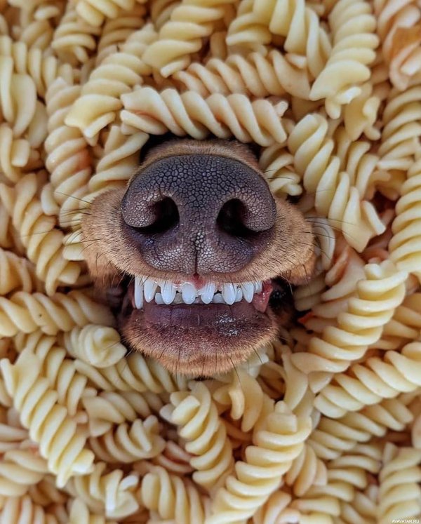 С животными прикольные необычные