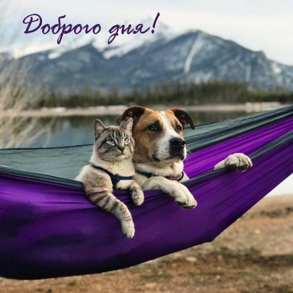 пес генри и кот балу