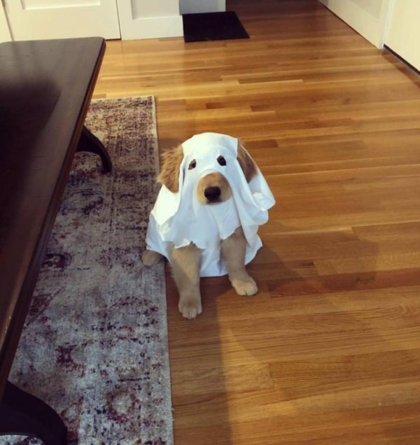 собачка смешная