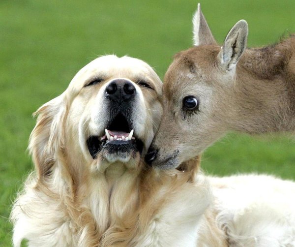 дружба между животными