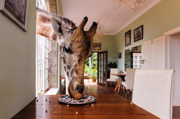 отель giraffe manor