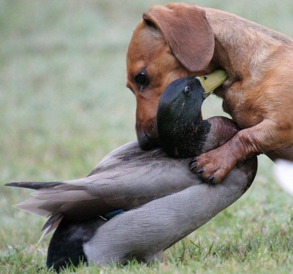 охотничья такса