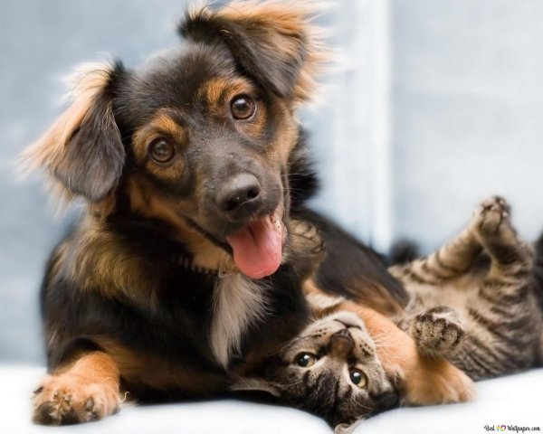 день домашних животных