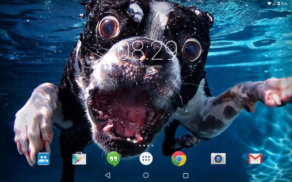 плавающие животные