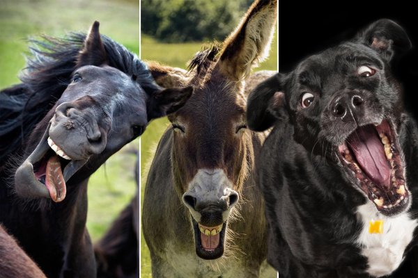 осел смешной