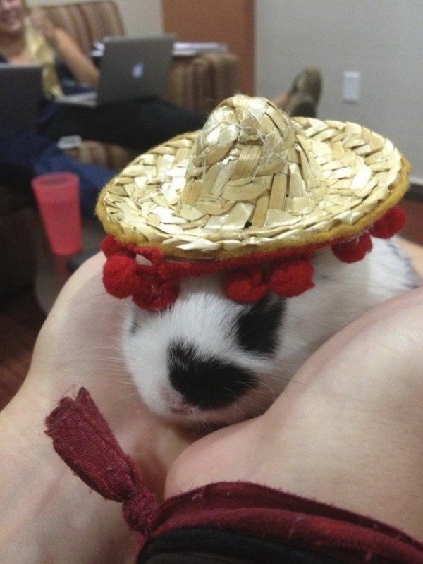 мексиканская шляпа