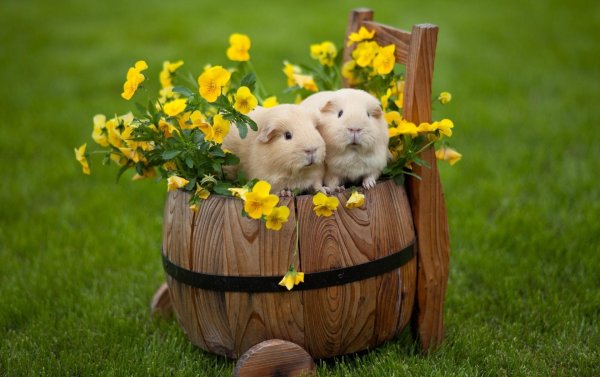 две морские свинки