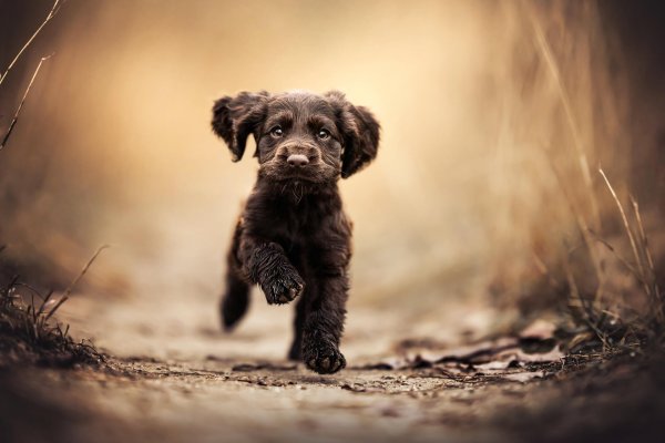 бойкин спаниель